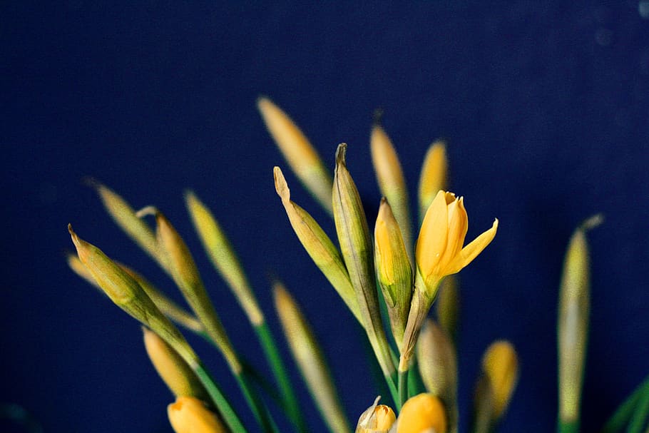 narcisy, osterglocken, velikonoční, narcis, jaro, žlutá, Příroda, květ, předzvěst jara, Jasný, detail, rostlina, kvetoucí rostlina, svěžest, krása v přírodě, růst, nikdo, křehkost, selektivní zaměření, zaměřit se na popředí, modrý, zranitelnost, barevné pozadí, květu hlavy, okvětní lístek, venku, studio shot, 4K