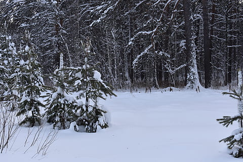 hivern, neu, bosc, pi, siberia, gelades, fred, naturalesa, paisatge, arbres, temperatura de fred, arbre, planta, terra, cobertura, bellesa a la natura, Color blanc, escenics - natura, tranquil·litat, escena tranquil·la, dia, medi ambient, cap gent, camp, a l'aire lliure, clima extrem, muntanya nevada, nevar, 5K, CC0, domini públic, lliure de regalies