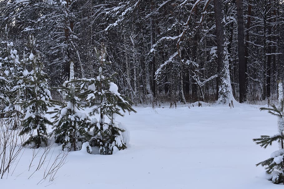 hivern, neu, bosc, pi, siberia, gelades, fred, naturalesa, paisatge, arbres, temperatura de fred, arbre, planta, terra, cobertura, bellesa a la natura, Color blanc, escenics - natura, tranquil·litat, escena tranquil·la, dia, medi ambient, cap gent, camp, a l'aire lliure, clima extrem, muntanya nevada, nevar, 5K