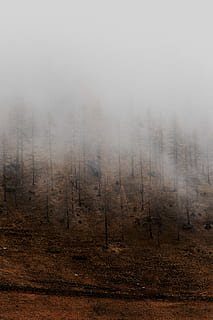 lehdetön tress, luonto, sää, ulkona, sumu, Lappach, Italia, vuori, maalaus, taide, metsä, harmaa, pudota, syksy, pilvinen, usva, harjanne, puu, kasvi, maa, ympäristö, ei ihmisiä, maisema, ei-kaupunkikuvia, päivä, maisemat - luonto, savu - fyysinen rakenne, rauhallinen kohtaus, tyyneys, kauneus luonnossa, kuvioitu vaikutus, savusumu, mänty, 5K, CC0, public domain, rojaltivapaa