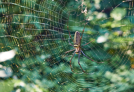 aranya marró, Taiwan, invertebrat, insecte, aranya, aràcnids, taipei, animal, aranya de jardí, teranyina, cames, web, pelut, orbweaver, horripilant, perill, a l'aire lliure, por, primer pla, argiope, temes d'animals, fauna animal, fragilitat, animals a la natura, artròpode, un animal, vulnerabilitat, supervivència, enfocament selectiu, cap gent, naturalesa, part del cos dels animals, dia, cames d’animal, complexitat, 4K, CC0, domini públic, lliure de regalies
