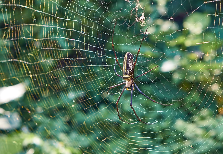 aranya marró, Taiwan, invertebrat, insecte, aranya, aràcnids, taipei, animal, aranya de jardí, teranyina, cames, web, pelut, orbweaver, horripilant, perill, a l'aire lliure, por, primer pla, argiope, temes d'animals, fauna animal, fragilitat, animals a la natura, artròpode, un animal, vulnerabilitat, supervivència, enfocament selectiu, cap gent, naturalesa, part del cos dels animals, dia, cames d’animal, complexitat, 4K