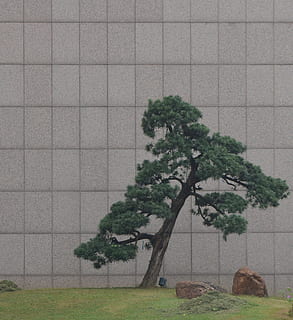 zielone drzewo, bonsai, wazon, drzewo, garncarstwo, roślina doniczkowa, roślina, słoik, flora, droga wschód huanshi, Guangzhou Shi, Chiny, cis, drzewo iglaste, sosna, Ściana, Natura, wzrost, żadnych ludzi, dzień, na dworze, piękno natury, pole, jedno drzewo, ssak, funkcja budowy ścian, wylądować, zielony kolor, zwierzę, tematy zwierzęce, spokój, środowisko, zbudowana struktura, trawa, 2K, CC0, domena publiczna, darmowe zdjęcia