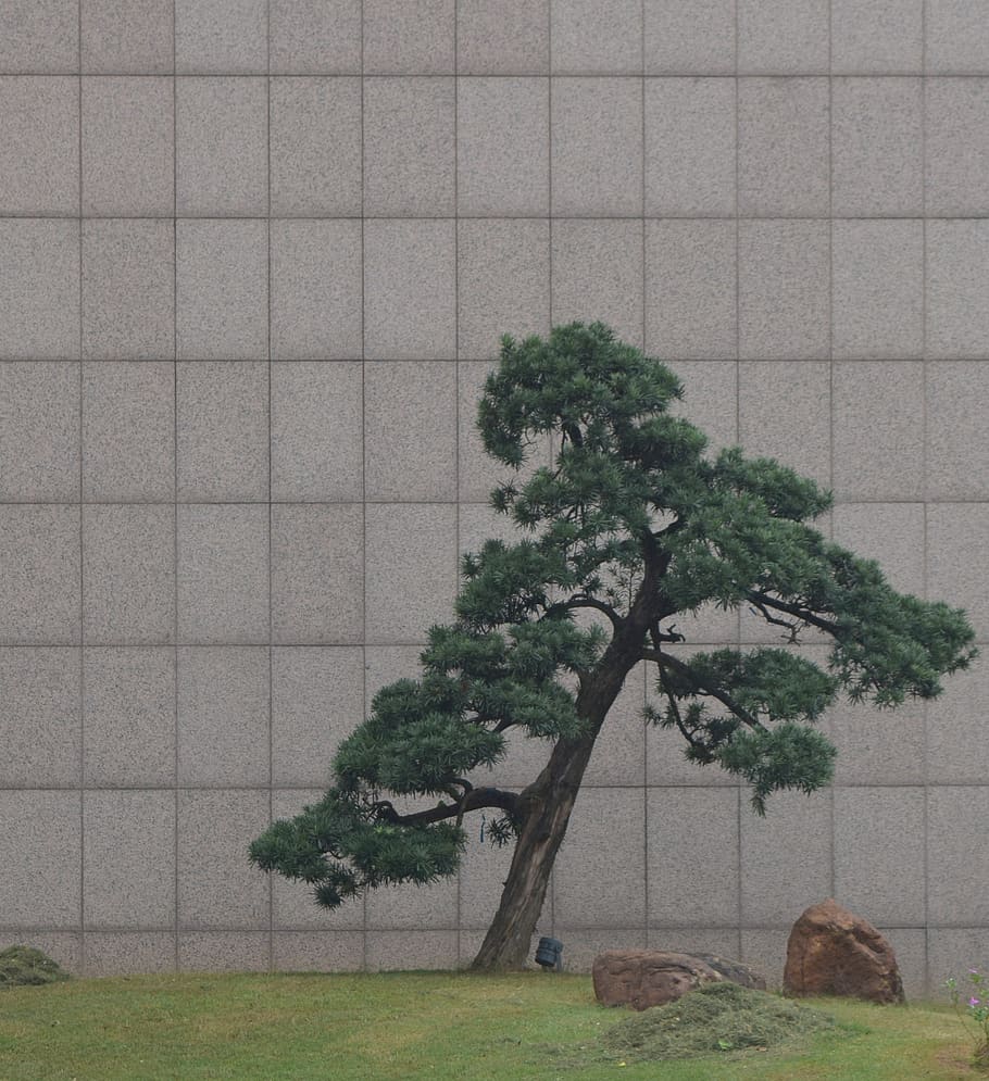 arbre verd, bonsai, gerro, arbre, ceràmica, planta en test, planta, jar, flora, huanshi east road, guangzhou shi, Xina, teix, conífera, pi, paret, naturalesa, creixement, cap gent, dia, a l'aire lliure, bellesa a la natura, camp, arbre únic, mamífer, funció de construcció de parets, terra, color verd, animal, temes d'animals, tranquil·litat, medi ambient, estructura construïda, herba, 2K