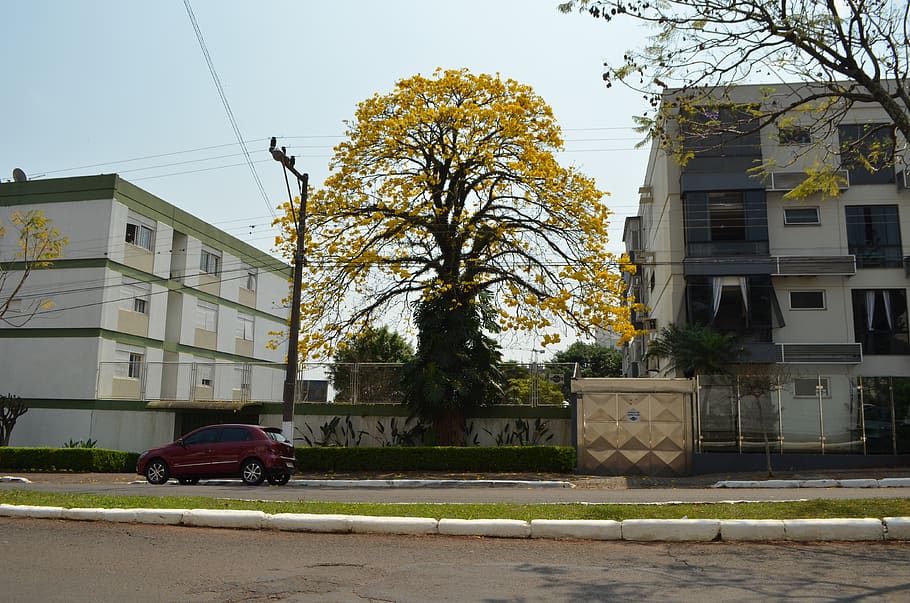 flors, primavera, ipê, arbre, ciutat, carrer, exterior de l'edifici, arquitectura, estructura construïda, planta, manera de transport, transport, edifici, vehicle terrestre, naturalesa, automòbil, dia, cotxe, barri residencial, tardor, a l'aire lliure, casa, cap gent, canvi, 4K