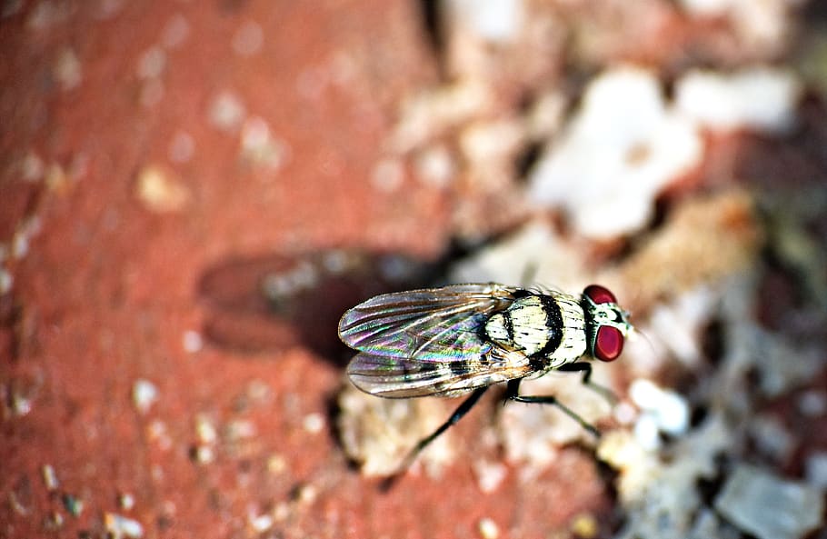 mosca domèstica, insecte, volar, macro, plaga, ull vermell, fauna animal, temes d'animals, animal, invertebrat, animals a la natura, un animal, ala dels animals, primer pla, dia, cap gent, centrar-se en primer pla, naturalesa, a l'aire lliure, rock, enfocament selectiu, sòlid, rock - object, part del cos dels animals, bellesa a la natura, 4K