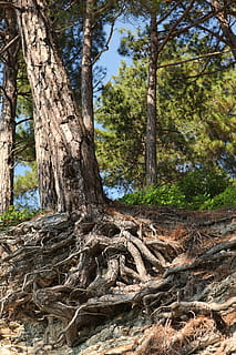 nature, tree, roots, system, wood, forest, abstract, plant, tree trunk, trunk, land, growth, day, root, no people, tranquility, outdoors, beauty in nature, woodland, plant part, non-urban scene, low angle view, wood - material, focus on foreground, bark, 4K, CC0, public domain, royalty free