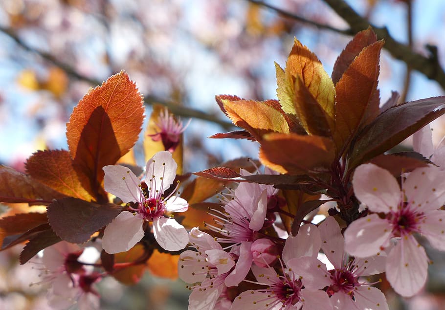 Flors de cirerer, primavera, rosa, arbre, branca, naturalesa, lenz, cirera ornamental, planta, planta amb flors, flor, bellesa a la natura, fragilitat, primer pla, vulnerabilitat, creixement, frescor, pètal, cap gent, dia, centrar-se en primer pla, enfocament selectiu, pol·len, cap de flor, flor de cirerer, a l'aire lliure, cirerer, 2K