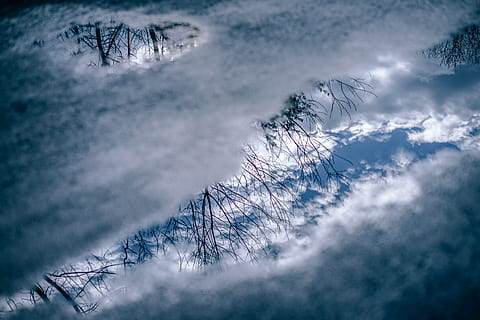 ochtend reflecties, sneeuw, boom, fabriek, winter, koude temperatuur, schoonheid in de natuur, milieu, natuur, scenics - natuur, Bos, hemel, wolk - lucht, kalmte, land-, landschap, geen mensen, berg-, rustige scène, tak, buitenshuis, naaldboom, dennenboom, bos-, dennenbos, sneeuwen, 5K, CC0, publiek domein, royaltyvrij