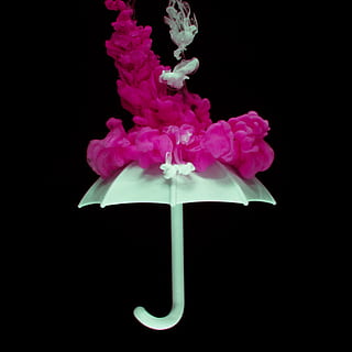 blanc, paraigua, rosa, fum, art, color, creatiu, fosc, disseny, tinta, estudi, estil, fons negre, tir de l'estudi, flor, planta amb flors, primer pla, pètal, cap gent, planta, bellesa a la natura, fragilitat, frescor, vulnerabilitat, inflorescència, cap de flor, naturalesa, a l'interior, color rosa, creixement, nit, 2K, CC0, domini públic, lliure de regalies