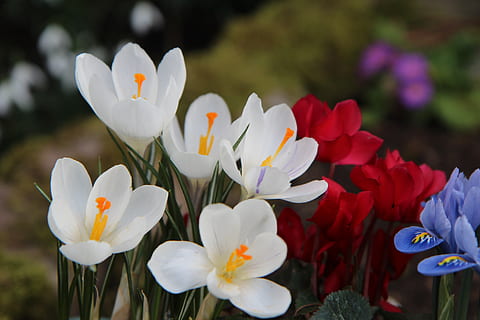 crocus putih, crocus, berbunga, musim semi, tanaman berbunga, bunga, menanam, kerapuhan, kerentanan, daun bunga, kesegaran, keindahan di alam, pertumbuhan, kepala bunga, hal berkembang, merapatkan, fokus pada latar depan, alam, hari, warna putih, serbuk sari, bidang, di luar rumah, tidak ada orang, ungu, 5K, CC0, domain publik, bebas royalti