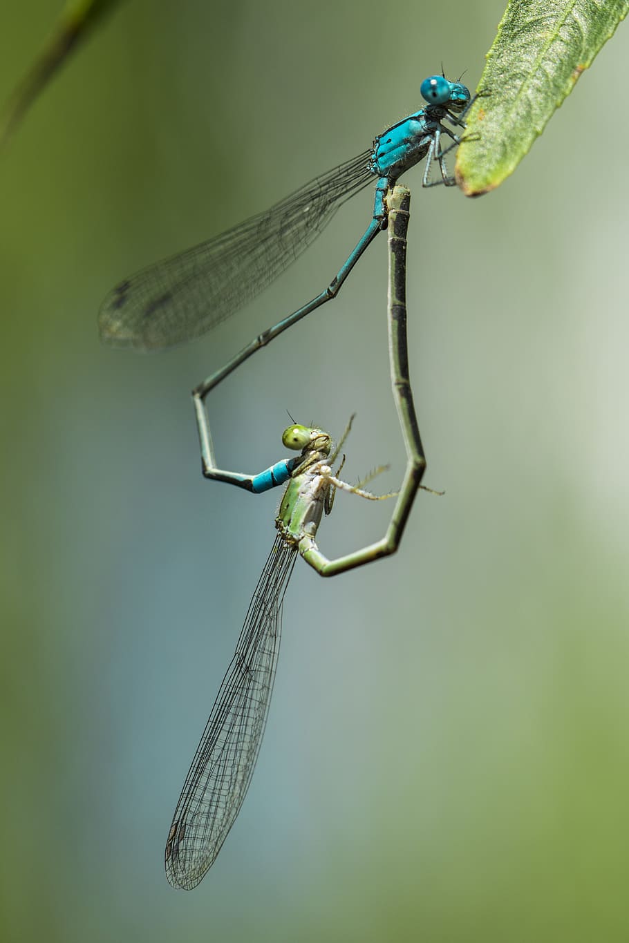 mosca de drac blau, insecte, invertebrat, temes d'animals, fauna animal, animals a la natura, animal, senyoreta, un animal, ala dels animals, primer pla, libèl·lula, naturalesa, centrar-se en primer pla, zoologia, cap gent, color verd, dia, planta, a l'aire lliure, ull d’animals, 5K