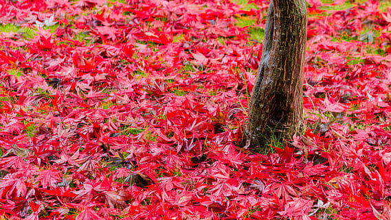 Ahorn, rot, Herbst, Blatt, Natur, Blätter, bunt, Farbe, Pflanzen, Holz, Baum, Laub, Hintergrund, Pflanze, Wachstum, Baumstamm, Kofferraum, Pflanzenteil, Tag, keine Leute, Land, Schönheit in der Natur, Veränderung, Feld, draußen, Fülle, Nahansicht, grüne Farbe, 5K, CC0, gemeinfrei, lizenzfrei