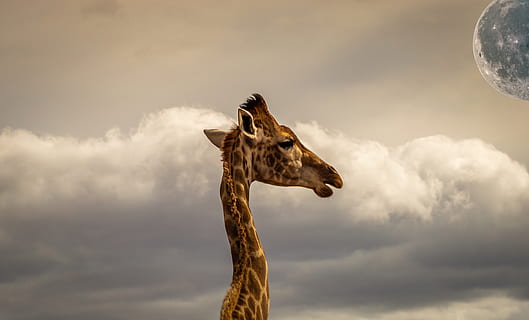 komponieren, Giraffe, Himmel, Wolken, Kopf, Porträt, mystisch, Tier, Fantasie, Hals, sehen, wolke - himmel, Tierthemen, ein Tier, Tierwelt, Säugetier, Tiere in freier Wildbahn, Natur, keine Leute, Wirbeltier, Haustiere, Tierkörperteil, Tierkopf, bedeckt, Tierhals, draußen, Safari, pflanzenfressend, 4K, CC0, gemeinfrei, lizenzfrei