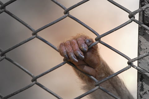 protesto, Barlar, el, soledad, protesta, mano, hapis, prsion, yalnızlık, metal, koruma, çit, güvenlik, Emniyet, chainlink çit, insan eli, başpiskopos, gün, sınır, maymun, hapsolmuş, bariyer, tutsak, bir kişi, kapatmak, insan vücudu parçası, ön plana odaklanmak, tel, açık havada, 2K, CC0, kamu malı, telif ücretsiz