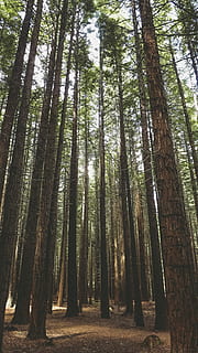 green trees, tree, forest, nature, outdoors, flora, vegetation, land, plant, redwood, trunk, adventure, explore, wanderlust, woodland, leaf, leaves, looking up, conifer, grove, pine, tree trunk, tranquility, beauty in nature, tranquil scene, growth, non-urban scene, day, abundance, scenics - nature, tall - high, no people, low angle view, environment, bamboo - plant, 2K, CC0, public domain, royalty free