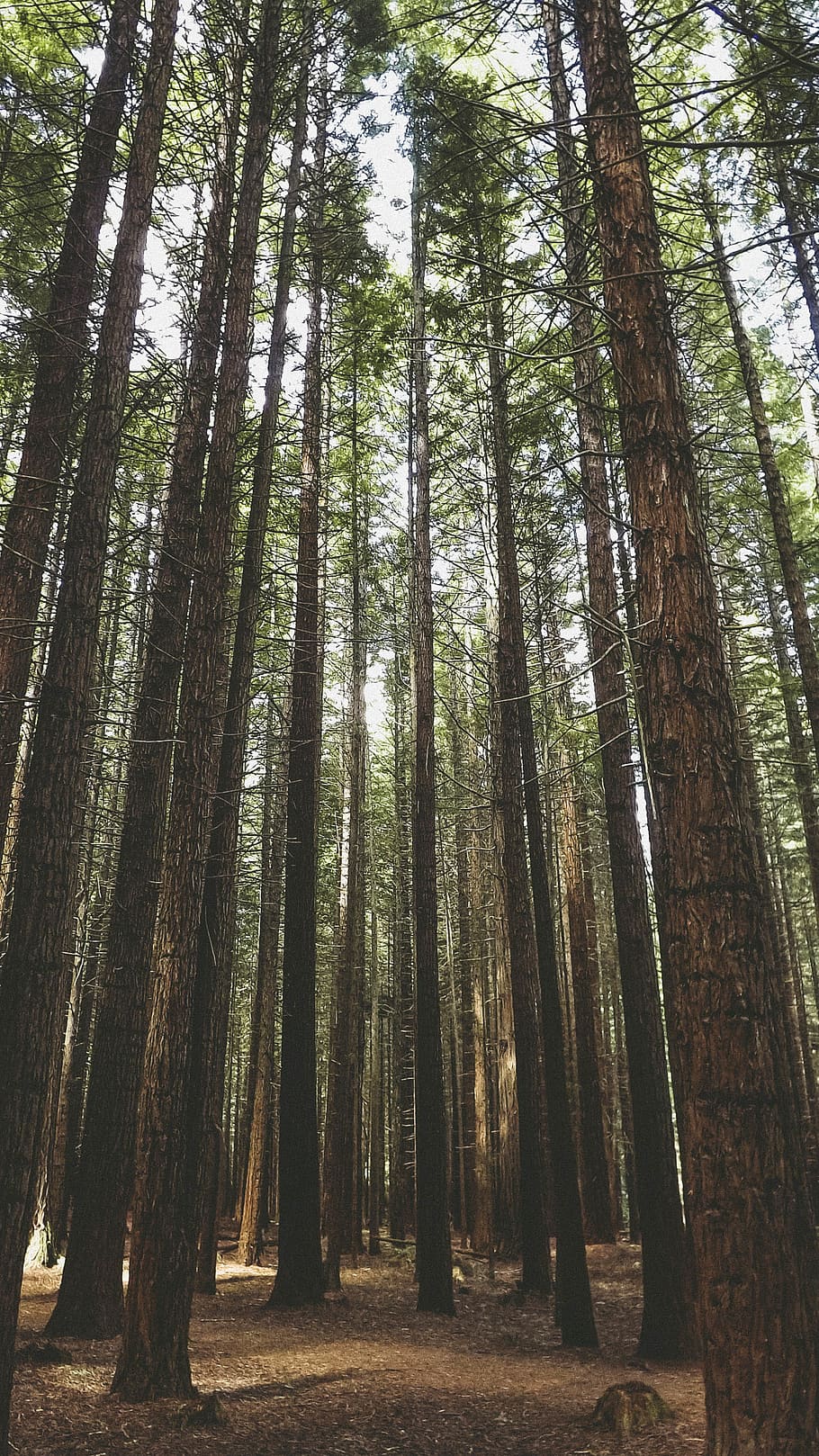 zelené stromy, strom, les, Příroda, venku, flóra, vegetace, přistát, rostlina, Redwood, kufr, dobrodružství, prozkoumat, wanderlust, list, listy, vzhlížet, jehličnatý strom, háj, borovice, kmen stromu, klid, krása v přírodě, klidné scény, růst, mimoměstské scény, den, hojnost, scenics - příroda, vysoká - vysoká, nikdo, nízký úhel pohledu, životní prostředí, bambus - rostlina, 2K