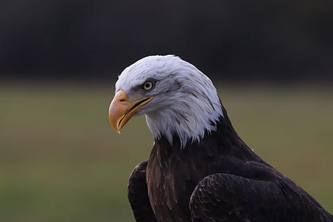 amerikansk ørn, dagtimerne, fugl, dyr, ørn, bornholm, Hvidhovedet havørn, Danmark, bornholms rovfugleshow, næb, bornholmsrovfuglecenter, havørn, hoved, Grib, høg, accipiter, kite bird, vand, akvatiske, krage, oppustelige, et dyr, dyre temaer, hvirveldyr, dyreliv, dyr i naturen, rovfugl, fokus på forgrunden, ørn - fugl, tæt på, ingen mennesker, natur, kigger væk, leder, dag, dyr kropsdel, dyr hoved, profilvisning, 5K, CC0, offentligt domæne, royaltyfrie
