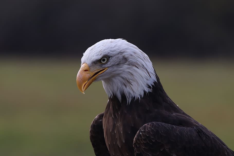 àguila americana, durant el dia, ocell, animal, àguila, Bornholm, àguila calba, Dinamarca, bornholms rovfugleshow, bec, bornholmsrovfuglecenter, baldeagle, havørn, cap, voltor, falcó, accipiter, ocell de cometa, aigua, aquàtics, Corb, inflable, un animal, temes d'animals, vertebrats, fauna animal, animals a la natura, rapinyaire, centrar-se en primer pla, àguila - ocell, primer pla, cap gent, naturalesa, mirant cap a fora, mirant, dia, part del cos dels animals, cap d’animals, vista del perfil, 5K