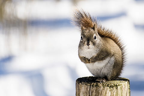 scoiattolo, Marrone, inviare, fauna selvatica, un animale, mammifero, animali allo stato selvatico, roditore, avvicinamento, concentrarsi sulle conoscenze acquisite, nessuno, giorno, vertebrato, chipmunk, legno - materiale, natura, capelli, carina, la neve, vista profilo, 4K, CC0, dominio pubblico, privo di copyright