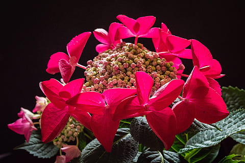 hydrangea, bunga, merah, menanam, tanaman berbunga, merapatkan, kesegaran, keindahan di alam, daun bunga, warna merah jambu, alam, pertumbuhan, kepala bunga, kerapuhan, hal berkembang, kerentanan, tidak ada orang, tembakan studio, latar belakang hitam, serbuk sari, dalam ruangan, buket, seikat bunga, merangkai bunga, 5K, CC0, domain publik, bebas royalti