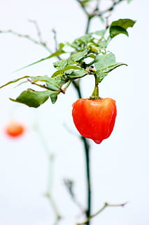 rød grøntsag, rød, mad og drikke, plante, mad, friskhed, tæt på, grøntsag, blad, vækst, ingen mennesker, sund kost, plante del, natur, peber, velvære, fokus på forgrunden, plantestamme, frugt, tomat, skønhed i naturen, udendørs, moden, 5K, CC0, offentligt domæne, royaltyfrie