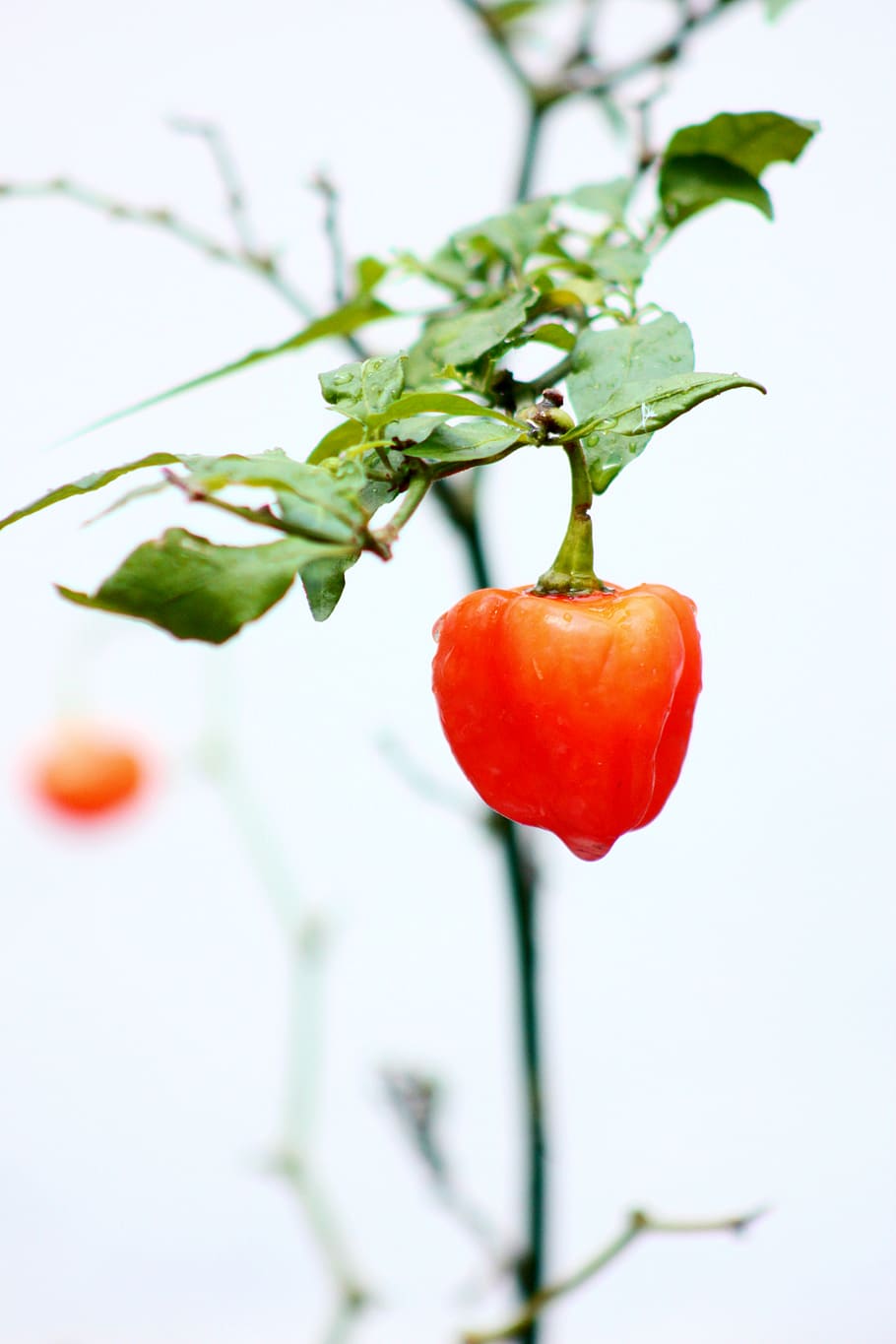 rød grøntsag, rød, mad og drikke, plante, mad, friskhed, tæt på, grøntsag, blad, vækst, ingen mennesker, sund kost, plante del, natur, peber, velvære, fokus på forgrunden, plantestamme, frugt, tomat, skønhed i naturen, udendørs, moden, 5K