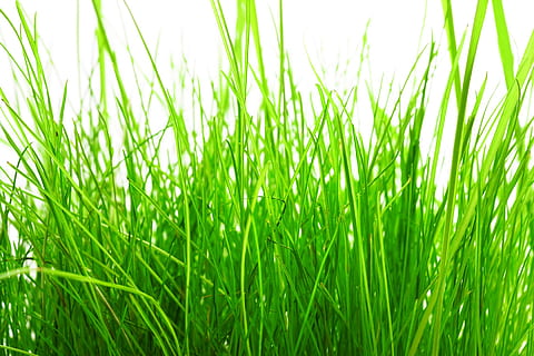 , background, beauty, blade, bright, care, color, field, freshness, front, gardening, grass, green, growth, idyllic, isolated, lawn, macro, meadow, nature, nobody, outdoor, pasture, plain, plant, spring, summer, tall, turf, vibrant, white, green color, backgrounds, land, beauty in nature, agriculture, no people, environment, rural scene, landscape, close-up, blade of grass, day, outdoors, full frame, springtime, brightly lit, 1080P, CC0, public domain, royalty free