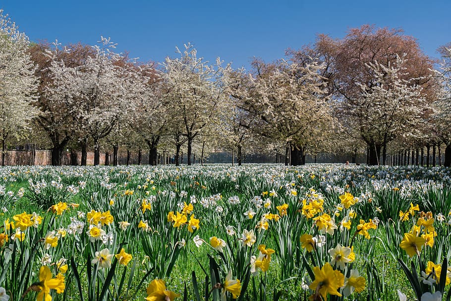 træer, parkere, blomstrende træer, forår, felt af blomster, blomst, plante, blomstrende plante, gul, træ, skønhed i naturen, vækst, blomstre, friskhed, Mark, skrøbelighed, natur, jord, landskab, sårbarhed, himmel, ingen mennesker, dag, scenics - natur, blomsterhoved, kirsebær blomst, 4K