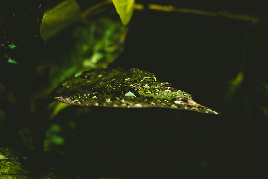 acqua, superiore, verde, foglia, avvicinamento, buio, ambiente, flora, crescita, pioggia, gocce di pioggia, foresta pluviale, foto di strada, gocce d'acqua, bagnato, parte vegetale, colore verde, far cadere, pianta, natura, nessuno, messa a fuoco selettiva, all'aperto, bellezza nella natura, freschezza, sfondo nero, animale, un animale, giorno, purezza, goccia di pioggia, rugiada, 5K