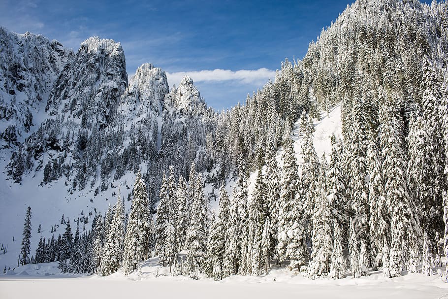 la neve, inverno, bianca, freddo, tempo metereologico, ghiaccio, alberi, piante, natura, boschi, foresta, viaggio, avventura, montagna, scalata, trekking, escursione, temperatura fredda, bellezza nella natura, albero, pianta, scenics - natura, scena tranquilla, terra, giorno, la tranquillità, nessuno, Colore bianco, scena non urbana, paesaggio, cielo, ambiente, Pino, all'aperto, montagna innevata, bosco, albero di conifere, 5K