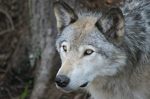 llop, gris, fusta, depredador, animal, salvatge, temes d'animals, un animal, fauna animal, mamífer, animals a la natura, part del cos dels animals, primer pla, mirant, cap d’animals, cap gent, vertebrats, retrat, centrar-se en primer pla, a l'aire lliure, naturalesa, caça d’animals, dia, ull d’animals, 4K, CC0, domini públic, lliure de regalies