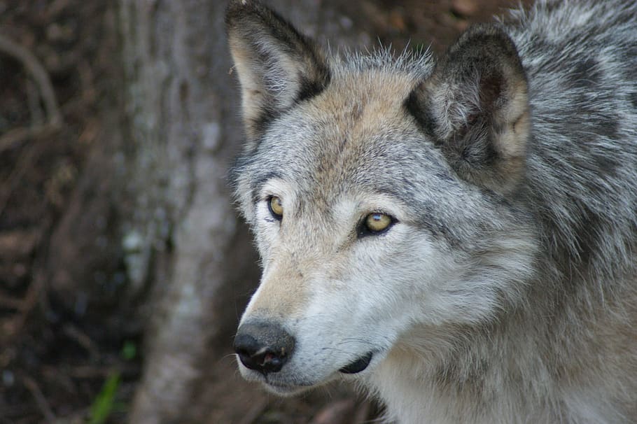 llop, gris, fusta, depredador, animal, salvatge, temes d'animals, un animal, fauna animal, mamífer, animals a la natura, part del cos dels animals, primer pla, mirant, cap d’animals, cap gent, vertebrats, retrat, centrar-se en primer pla, a l'aire lliure, naturalesa, caça d’animals, dia, ull d’animals, 4K