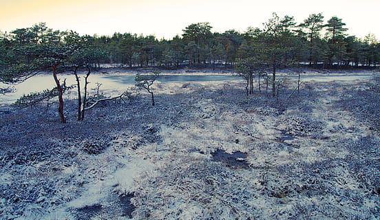 szenisch, Aussicht, Bäume, Ruhe, Umgebung, Wald, idyllisch, Landschaft, Natur, draußen, friedlich, Fluss, Sand, Himmel, Boden, still, Wasser, Baum, Pflanze, keine Leute, ruhige Szene, Szenen - Natur, Land, Tag, Nicht-städtische Szene, Schönheit in der Natur, Wachstum, See, Sumpf, Verschmutzung, 5K, CC0, gemeinfrei, lizenzfrei
