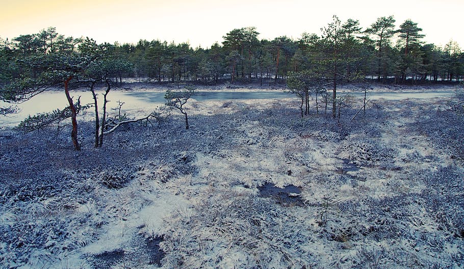 escènic, vista, arbres, calma, medi ambient, bosc, idíl·lic, paisatge, naturalesa, a l'aire lliure, pacífica, riu, sorra, cel, sòl, tranquil, aigua, boscos, arbre, planta, cap gent, escena tranquil·la, tranquil·litat, escenics - natura, terra, dia, escena no urbana, bellesa a la natura, creixement, llac, pantà, Pol · lució, 5K