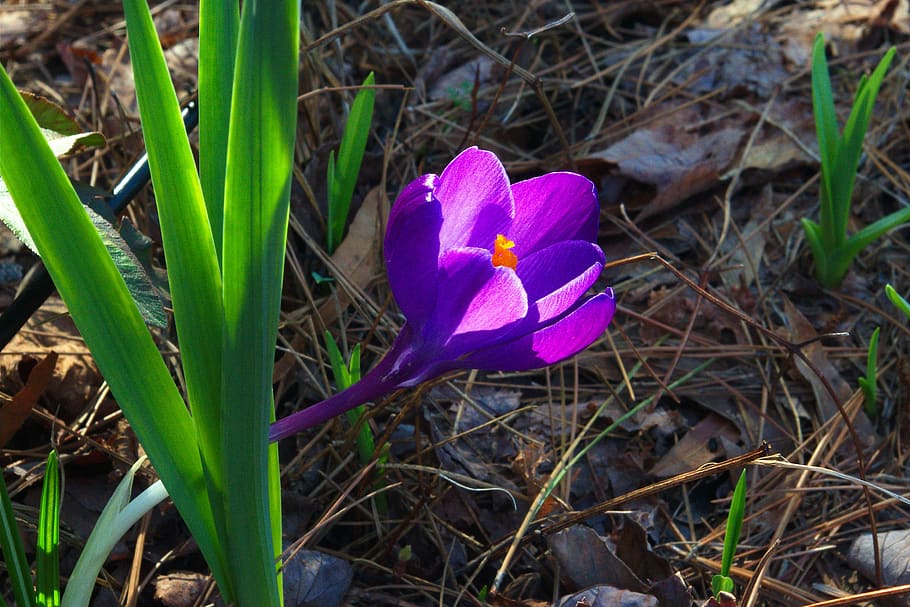 crocus a principis de primavera, safrà, primavera, flor, naturalesa, planta, porpra, florir, flora, colorit, violeta, equinoccio, verd, prenedor, color, primerenc, perenne, blat de moro, planta amb flors, frescor, fragilitat, vulnerabilitat, pètal, bellesa a la natura, iris, creixement, primer pla, camp, terra, cap de flor, inflorescència, dia, cap gent, a l'aire lliure, 4K