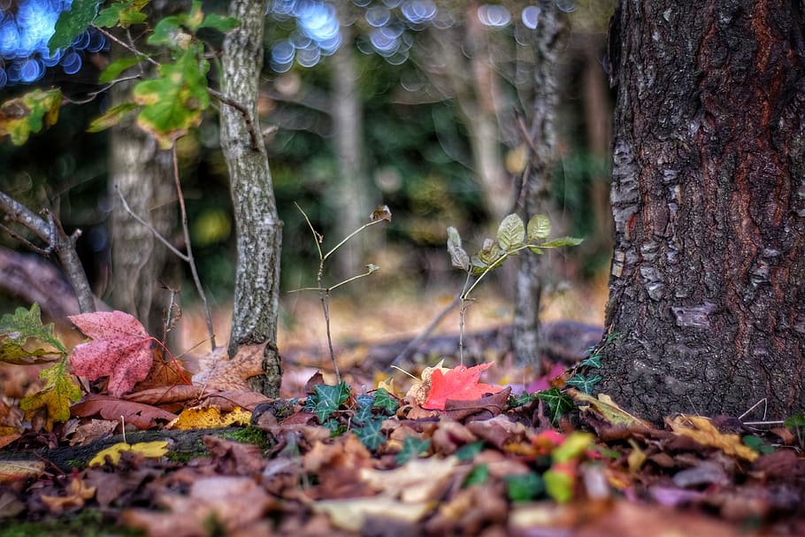 visne blader, tre, anlegg, blad, trestamme, bakke, skog, natur, skogbunn, gren, sopp, agaric, reise, fargerik, kald, vandrelyst, vandre, utendørs, bokeh, stamme, land, selektiv fokusering, plante del, dag, ingen folk, høst, vekst, ro, skjønnhet i naturen, endring, fokusere på forgrunnen, blader, 4K