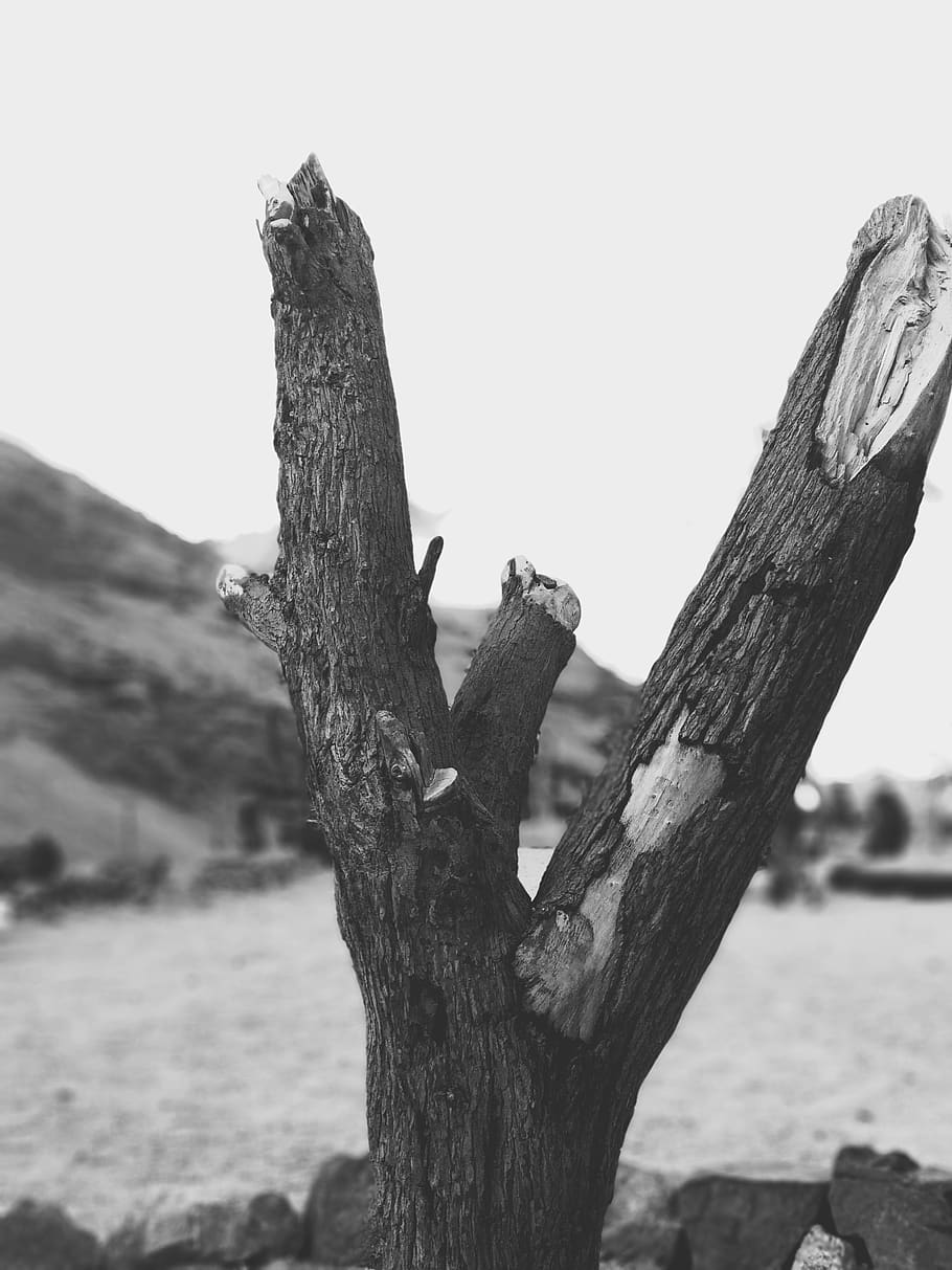 arbre, arbre mort, desert, muntanya, blanc i negre, fusta, Egipte, dahab, sinai, centrar-se en primer pla, tronc de l'arbre, tronc, naturalesa, planta, dia, cap gent, cel, primer pla, material de fusta, tranquil·litat, a l'aire lliure, cel clar, terra, un animal, fauna animal, escorça, animal, fusta flotant, 4K