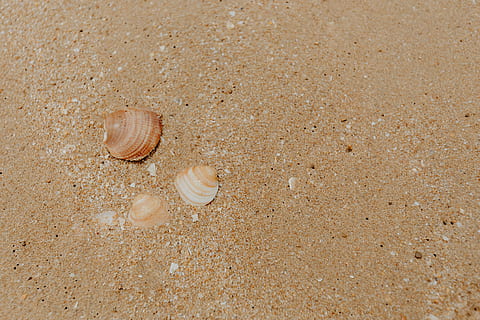 sand beach background, sea shells, &, pebbles, -, many, round, small, stones, beach, sand, background, texture, pattern, shells, seashells, land, animal wildlife, shell, animal, animal themes, high angle view, no people, sea, nature, seashell, animals in the wild, animal shell, day, beauty in nature, close-up, water, outdoors, invertebrate, marine, 4K, CC0, public domain, royalty free