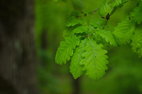 verde, foglia, primavera, albero, pergolato, naturale, foresta, ambiente, purezza, botanico, colore verde, pianta, crescita, parte vegetale, avvicinamento, bellezza nella natura, natura, concentrarsi sulle conoscenze acquisite, giorno, messa a fuoco selettiva, nessuno, all'aperto, freschezza, vulnerabilità, fragilità, terra, la tranquillità, vista dall'alto, le foglie, albero di conifere, 5K, CC0, dominio pubblico, privo di copyright