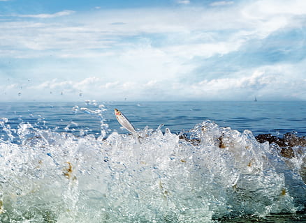grå, fisk, hoppe, vand, handling, dyr, dag, bevægelse, natur, ingen, ocean, hav, kysten, sprøjt, bølge, skønhed i naturen, himmel, horisont over vand, sky - himmel, horisont, scenics - natur, havnefronten, klippe, udendørs, ingen mennesker, jord, rolig scene, magt i naturen, 4K, CC0, offentligt domæne, royaltyfrie