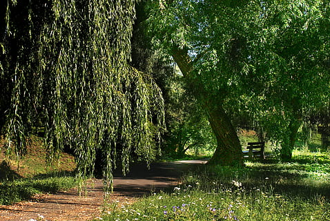 arbre, el camí, bosc, boscos, naturalesa, paisatge, verd, L'escenari, manera, ruta, carretera, el medi ambient, col·lapse, spacer, natural, assolellat, vista, passarel·la, llum, planta, creixement, bellesa a la natura, tranquil·litat, color verd, escena tranquil·la, terra, cap gent, aigua, escenics - natura, dia, tronc de l'arbre, tronc, escena no urbana, llac, fullatge, a l'aire lliure, 4K, CC0, domini públic, lliure de regalies