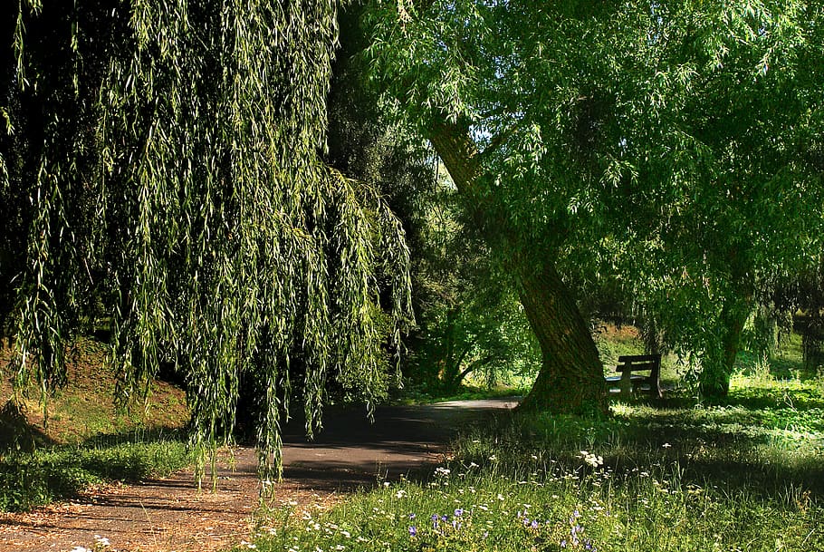 arbre, el camí, bosc, boscos, naturalesa, paisatge, verd, L'escenari, manera, ruta, carretera, el medi ambient, col·lapse, spacer, natural, assolellat, vista, passarel·la, llum, planta, creixement, bellesa a la natura, tranquil·litat, color verd, escena tranquil·la, terra, cap gent, aigua, escenics - natura, dia, tronc de l'arbre, tronc, escena no urbana, llac, fullatge, a l'aire lliure, 4K