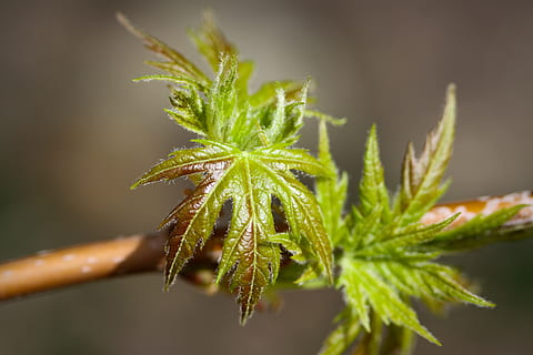 silver maple, leaves, tiny, macro, spring, close-up, plant, leaf, plant part, growth, green color, focus on foreground, nature, beauty in nature, no people, food, food and drink, healthcare and medicine, outdoors, marijuana - herbal cannabis, day, bud, selective focus, medicine, freshness, herb, coniferous tree, 4K, CC0, public domain, royalty free
