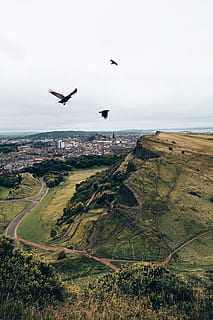 crows, flying, hills, cityscape, background, black, clouds, sky, tranquil, tree, wildlife, a stretch of hilly country, aerial, bird, bird flying, bird silhouette, crow, dark, evening, evening light, flying crows, high, mountains, perspective, plantation, serene, shadow, silhouette, summer, surreal, vibrant, wings, scenics - nature, nature, land, beauty in nature, day, grass, plant, landscape, animal themes, animal, tranquil scene, no people, mid-air, tranquility, non-urban scene, sea, animals in the wild, outdoors, 2K, CC0, public domain, royalty free