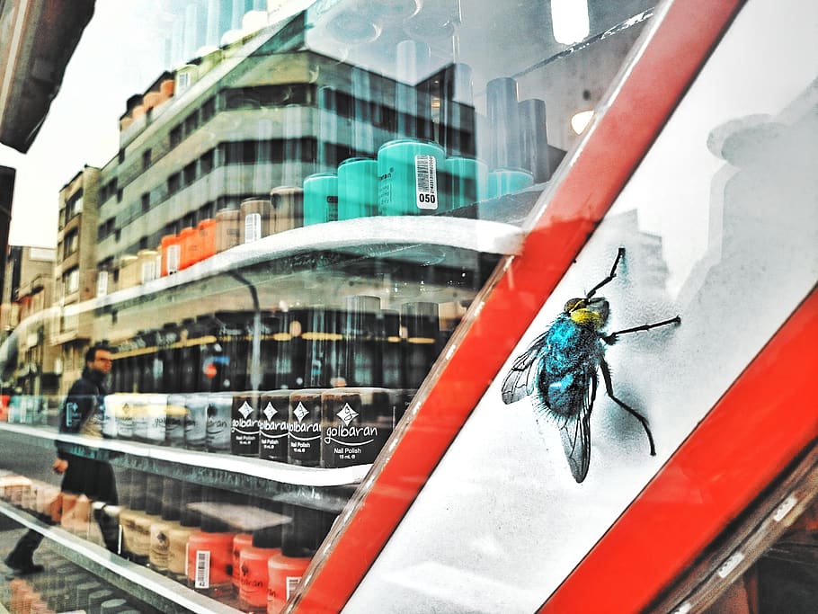 mi sono imbattuto, tehran, esterno dell'edificio, struttura costruita, architettura, città, finestra, modo di trasporto, giorno, mezzi di trasporto, trasparente, vetro - materiale, costruzione, riflessione, fauna selvatica, animale, temi animali, all'aperto, animali allo stato selvatico, concentrarsi sulle conoscenze acquisite, avvicinamento, natura, nessuno, 2K
