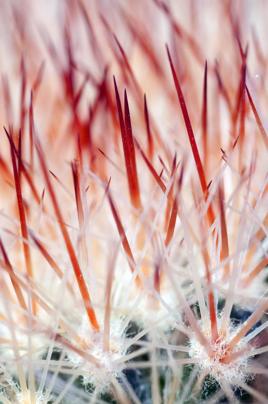 fotografierea macro, estompa, a închide, concentra, macro, natură, creştere, selectiv, plantă, floare, cadru complet, frumusețe în natură, fundaluri, nici o persoana, vulnerabilitate, fragilitate, planta cu flori, zi, prospeţime, planta suculentă, cactus, păpădie, în aer liber, extreme close-up, semințe de papadie, moliciune, cap de floare, 4K