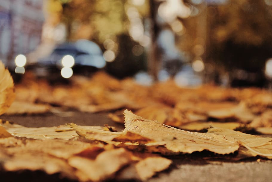 planta, full, arbre, fulla d'auró, kiev, kyiv, ua, Ucraïna, naturalesa, ciutat, fulles, tardor, carrer, bokeh, pizza, menjar, fotografia, foto, sòl, mobles, part de la planta, canvi, enfocament selectiu, cap gent, primer pla, sec, dia, caient, a l'aire lliure, centrar-se en primer pla, nivell superficial, marró, 4K