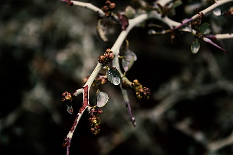 Foto fokussieren, Ast, Makro, Baum, Pflanze, Wachstum, Fokus auf den Vordergrund, Nahansicht, keine Leute, Tag, Zweig, Blume, Schönheit in der Natur, Natur, selektiver Fokus, Zerbrechlichkeit, draußen, Verletzlichkeit, Lebensmittel, Frische, Essen und Trinken, blühende Pflanze, 5K, CC0, gemeinfrei, lizenzfrei