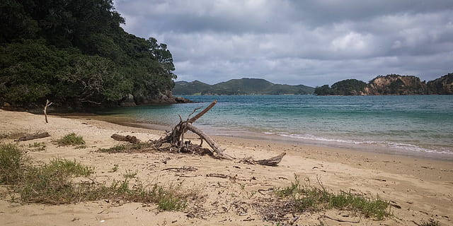 lemn de pluș pe țărm, dafin, plajă, nori, mort copac, iarbă, idilic, peisaj, munţi, natură, ocean, relaxare, nisip, plaja de nisip, decor, pitoresc, mare, peisaj marin, malul marii, cer, vară, copac, copaci, tropical, concediu de odihna, apă, val, valuri, pădure, teren, nor - cer, frumusețe în natură, scenice - natura, liniște, o scenă liniștită, zi, Munte, nici o persoana, în aer liber, plantă, scenă non-urbană, Driftwood, 4K, CC0, domeniu public, fără drepturi de autor